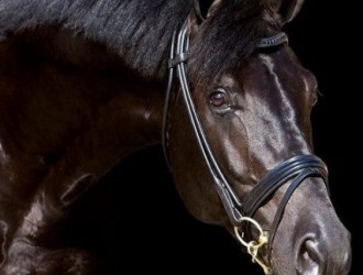 sold-to-the-netherlands-jazz-x-royal-dance