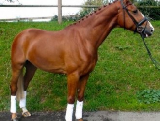 sold-to-czech-republic-balougran-x-gotharden