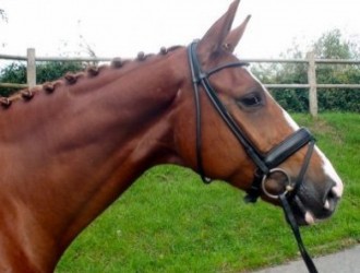 sold-to-czech-republic-balougran-x-gotharden