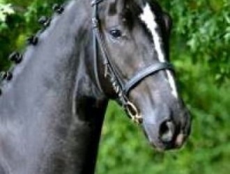 sold-to-czech-republic-baroncelli-x-davignon-i