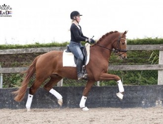 sold-to-belgium-scandic-x-candyboy
