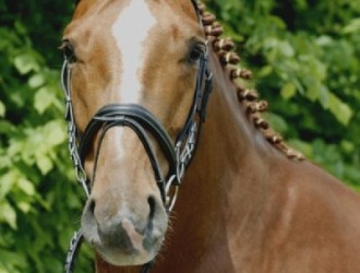 sold-to-the-netherlands-chirlon-x-royal-dance