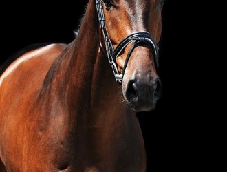 sold-to-the-netherlands-citango-x-mytens