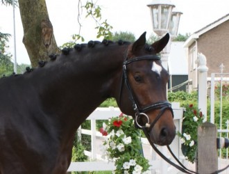 sold-to-the-netherlands-de-niro-x-florencio