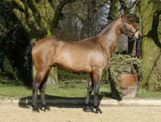 sold-to-france-don-larino-x-rouletto-holst