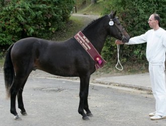 sold-to-england-elshofs-otto-x-valentino