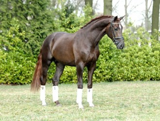 florencio-x-rohdiamant