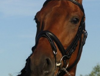 sold-to-the-netherlands-florencio-x-sandro-hit
