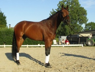 sold-to-the-netherlands-florencio-x-sandro-hit