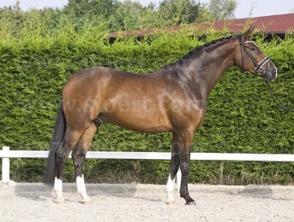 sold-to-the-netherlands-florencio-x-vincent