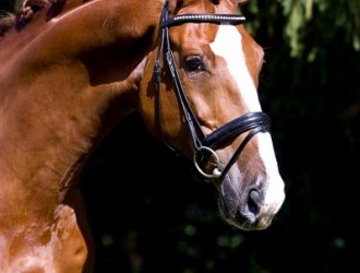 sold-to-spain-gribaldi-x-contango