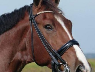 sold-to-belgium-jazz-x-jetset