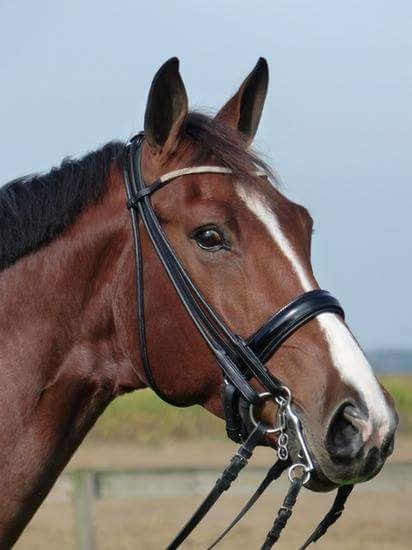 sold-to-belgium-jazz-x-jetset