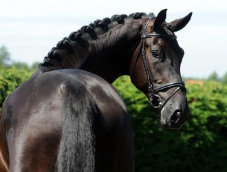 sold-to-the-netherlands-lord-leatherdale-x-rubiquil