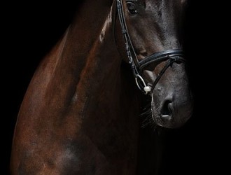 sold-to-the-netherlands-lord-leatherdale-x-rubiquil
