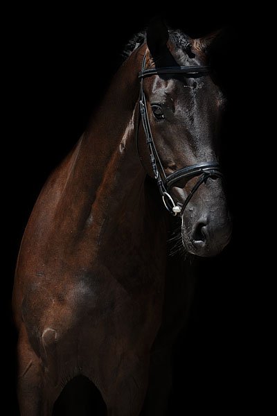 sold-to-the-netherlands-lord-leatherdale-x-rubiquil