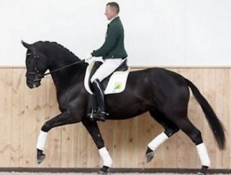 sold-to-the-netherlands-negro-x-samber