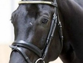 sold-to-the-netherlands-negro-x-samber