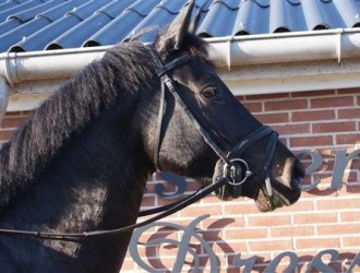 sold-to-belgium-painted-black-x-tango-x-gribaldi