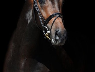 sold-to-belgium-rubiquil-x-don-romantic