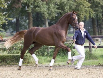 sold-to-the-netherlands-san-dior-x-argus