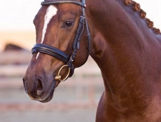 sold-to-the-netherlands-san-dior-x-argus