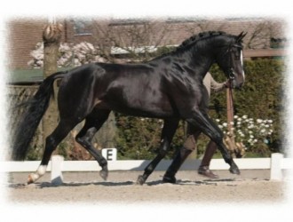 sold-to-the-usa-san-remo-x-julius-marinier