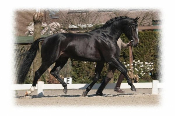 sold-to-the-usa-san-remo-x-julius-marinier