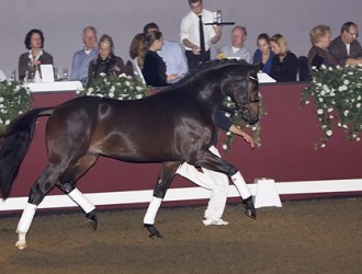 sold-to-the-netherlands-sandreo-x-gribali