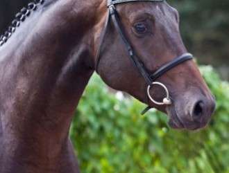 sold-to-the-netherlands-sandreo-x-gribali