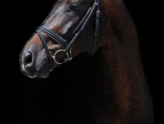 sold-to-the-netherlands-sandro-hit-x-don-schufro