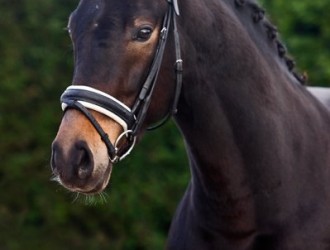 sold-to-the-usa-sandro-hit-x-rubinstein