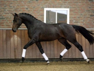 sold-to-the-netherlands-santano-x-el-caro
