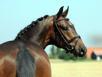sold-to-belgium-sir-donnerhall-x-alabaster