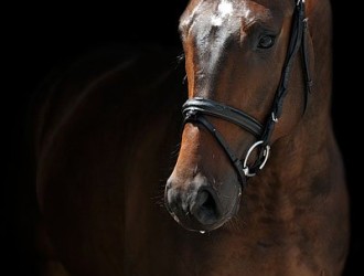 sold-to-belgium-sir-donnerhall-x-alabaster