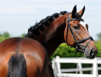sold-to-the-netherlands-son-de-niro-x-ulster