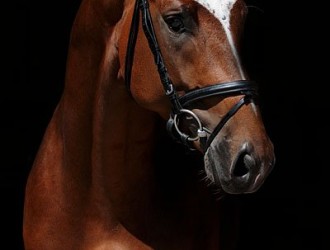 sold-to-the-netherlands-son-de-niro-x-ulster