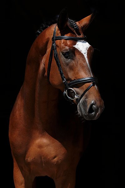 sold-to-the-netherlands-son-de-niro-x-ulster
