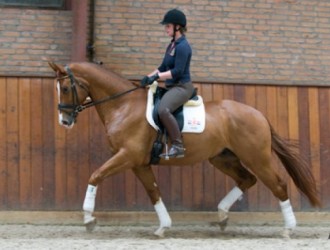 sold-to-the-netherlands-tango-x-el-corona