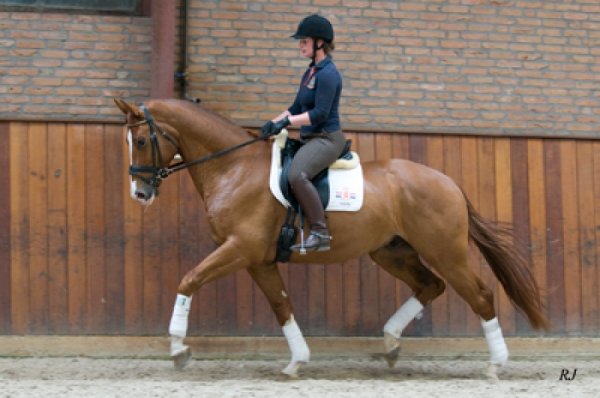 sold-to-the-netherlands-tango-x-el-corona