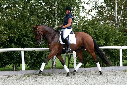 sold-to-the-netherlands-valeron-x-uniform