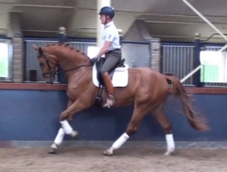 sold-to-the-netherlands-wonderboy-x-havidoff