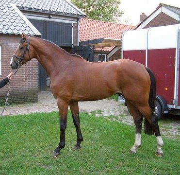 sold-to-the-netherlands-wonderboy-x-now-or-never