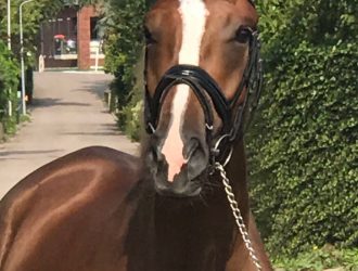 charmeur-x-royal-dance
